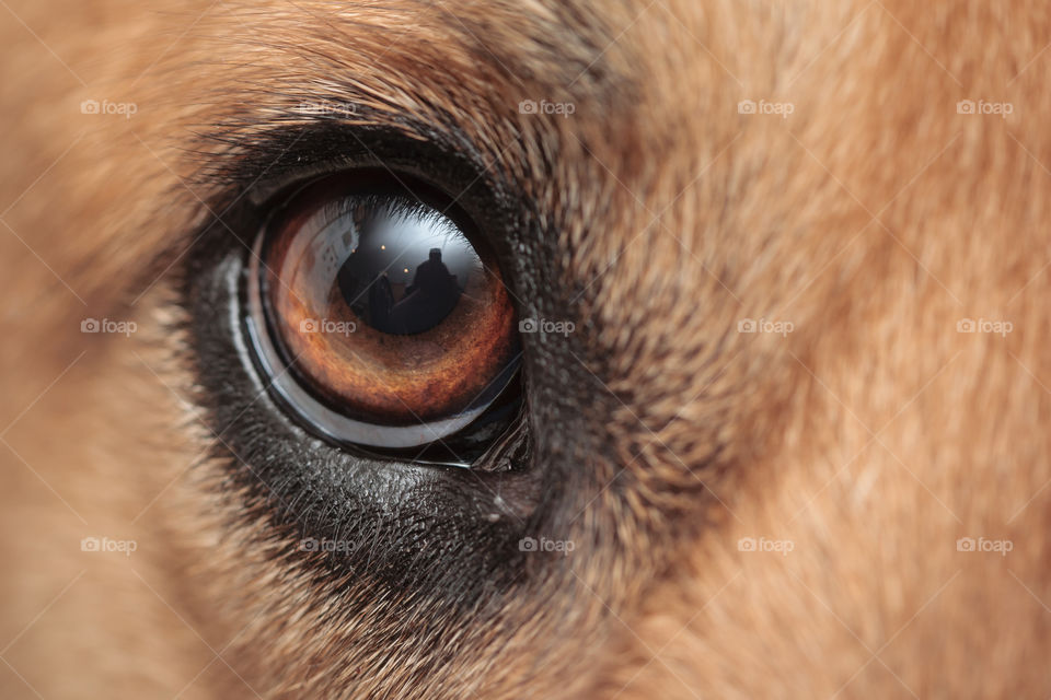 Dog eye macro