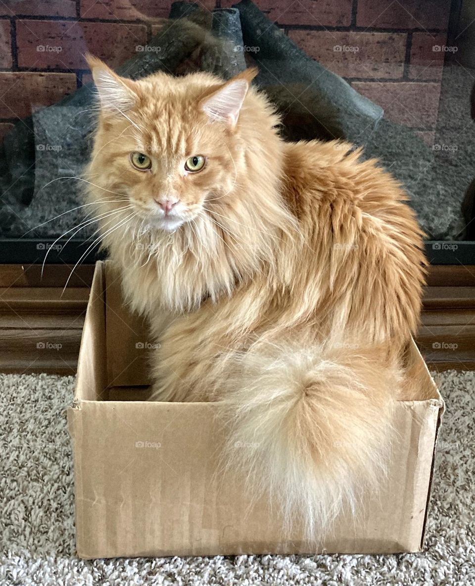 Red tabby maine coon cat sitting in cardboard box