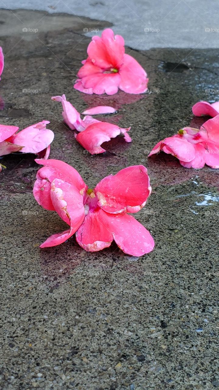 The few that had fallen