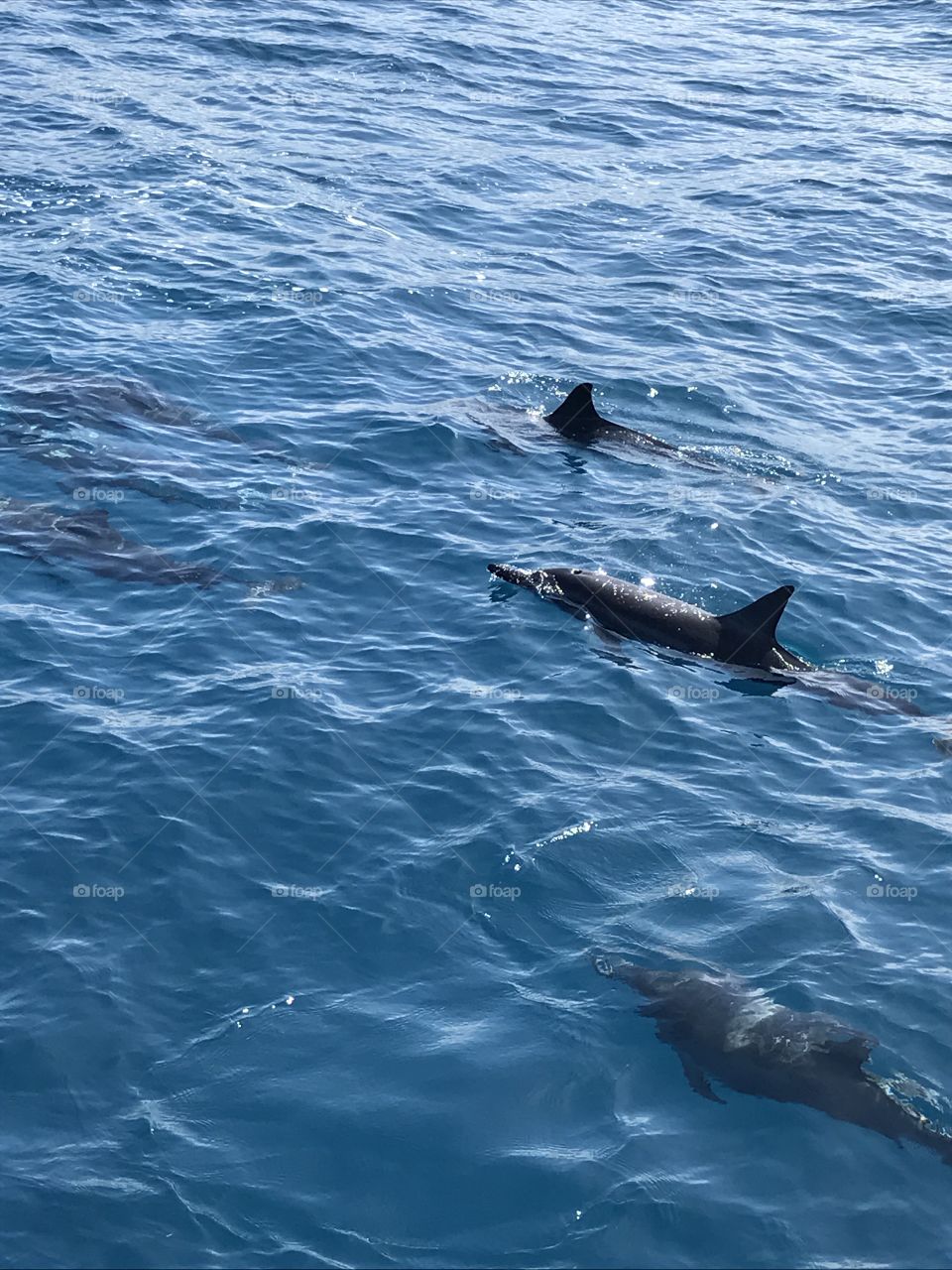 Wild dolphins in Hawaii!