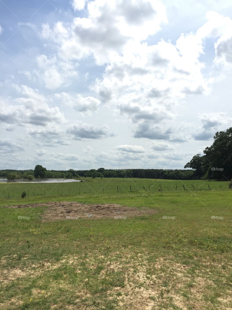 Landscape of cattle farm in Mississippi 