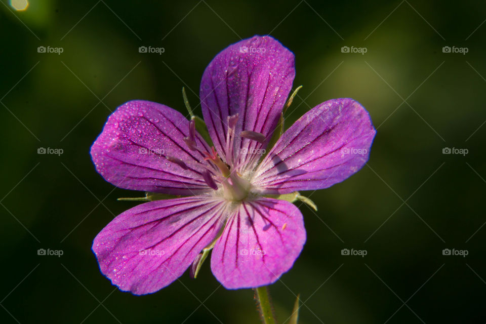 Purple flower in the forest under the shade of the trees