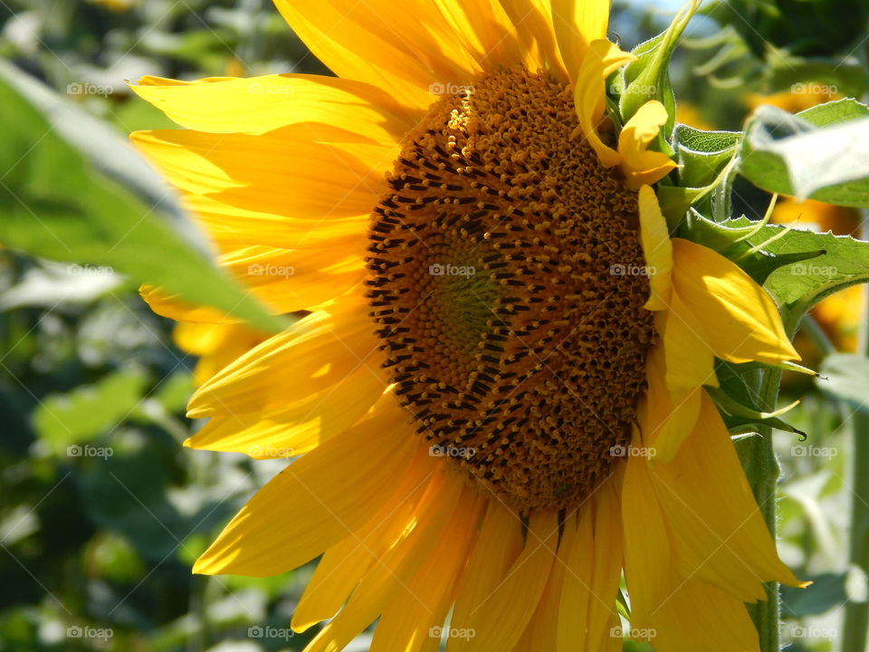 sunflower field in Rostov-on-Don