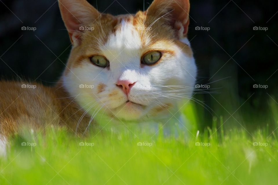 Cat in the grass