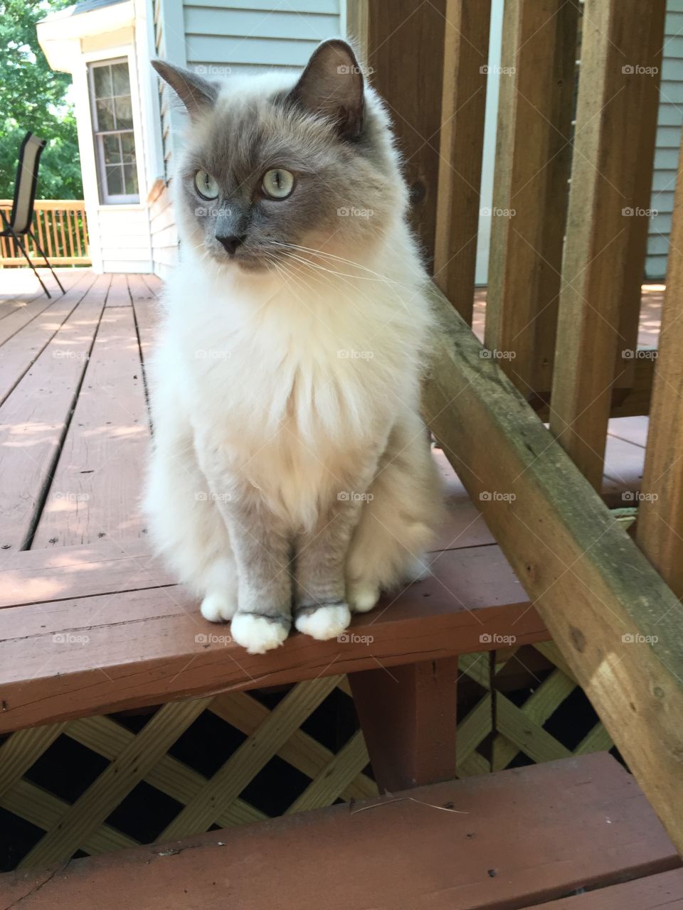 Ragdoll Cat