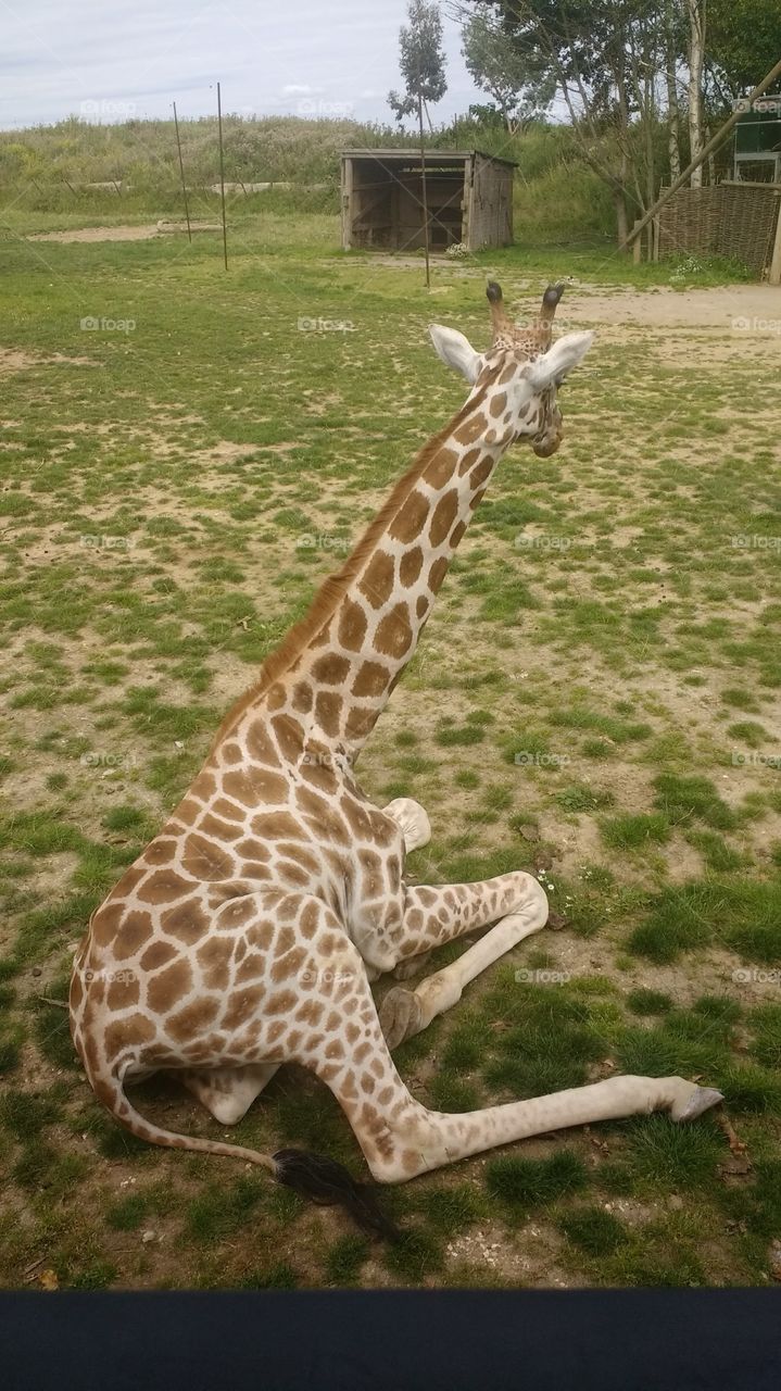 Giraffe posing in a wildlife park
