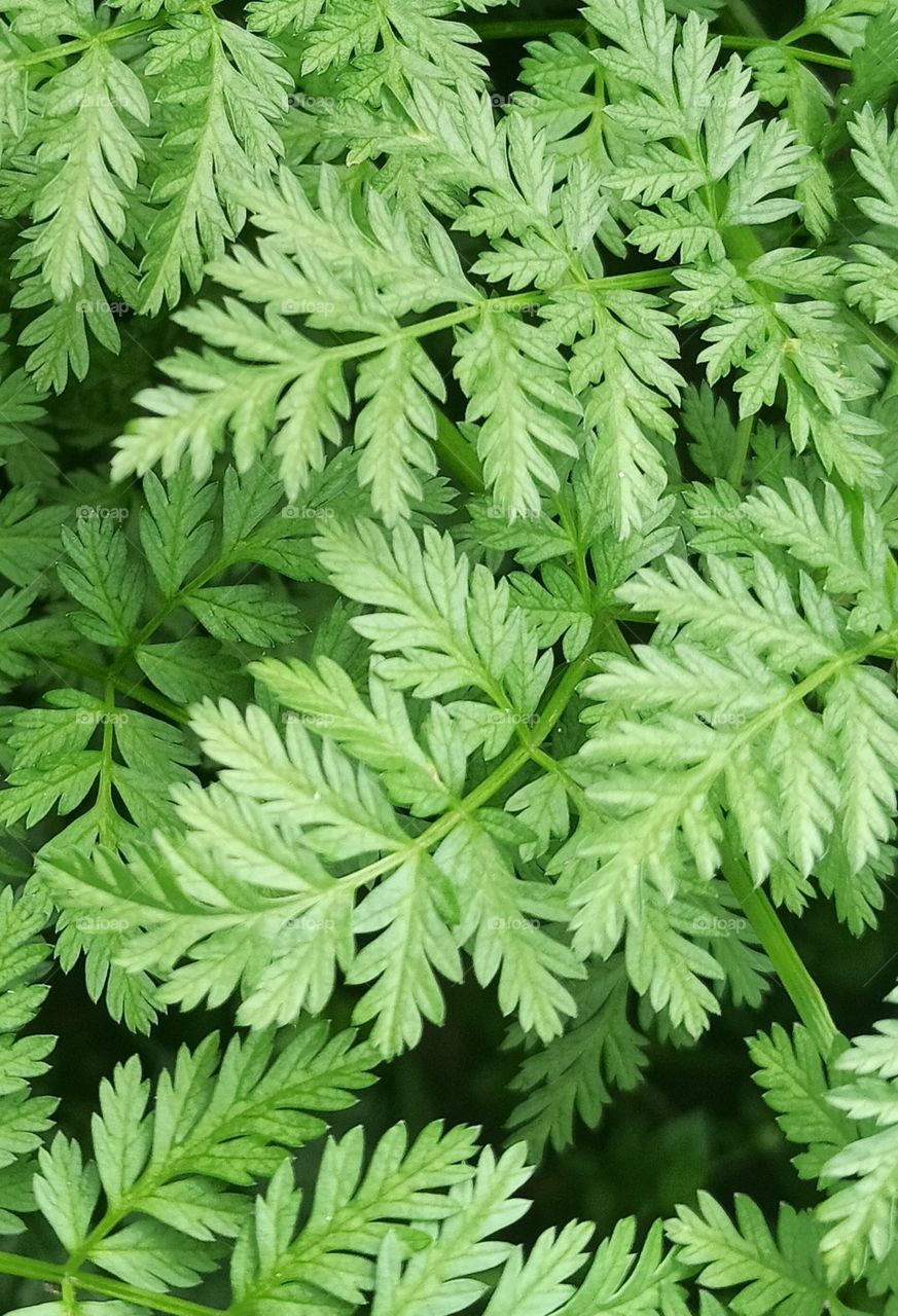 Green Leaves on display in picture are used in our Community for treating Worms in Children called "Tatha when" having very effective response ...