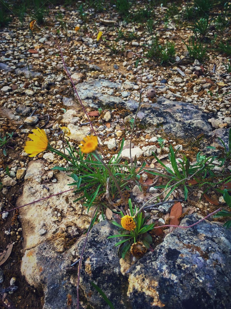 Texas Hill Country wild flowers - rugged, resilient, but beautiful nevertheless 