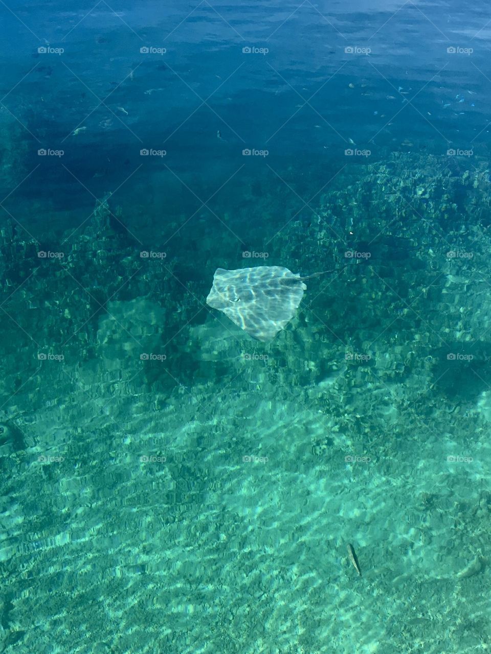 A ray swimming in transparent water