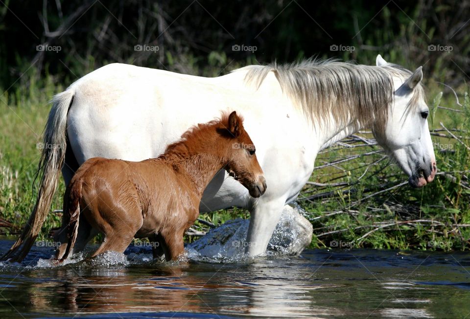 Wild Horse and Her Foal