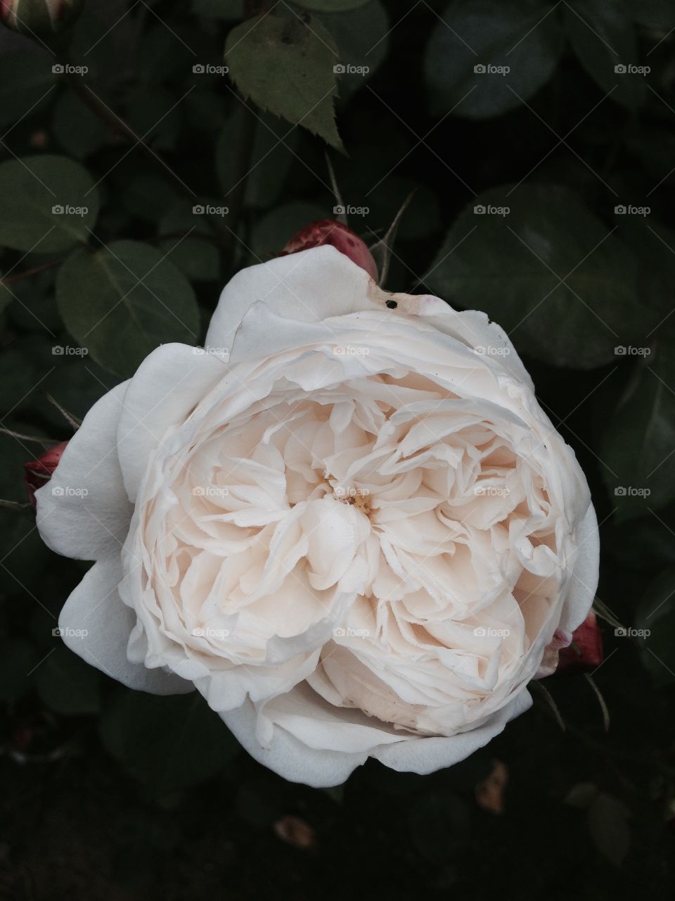 White Garden Rose. Garden Rose - White