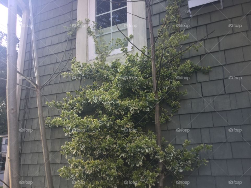 Vines growing along the Wall of the House