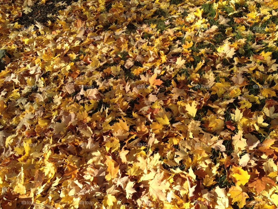 yellow orange leaves fall by michelle.sarafian