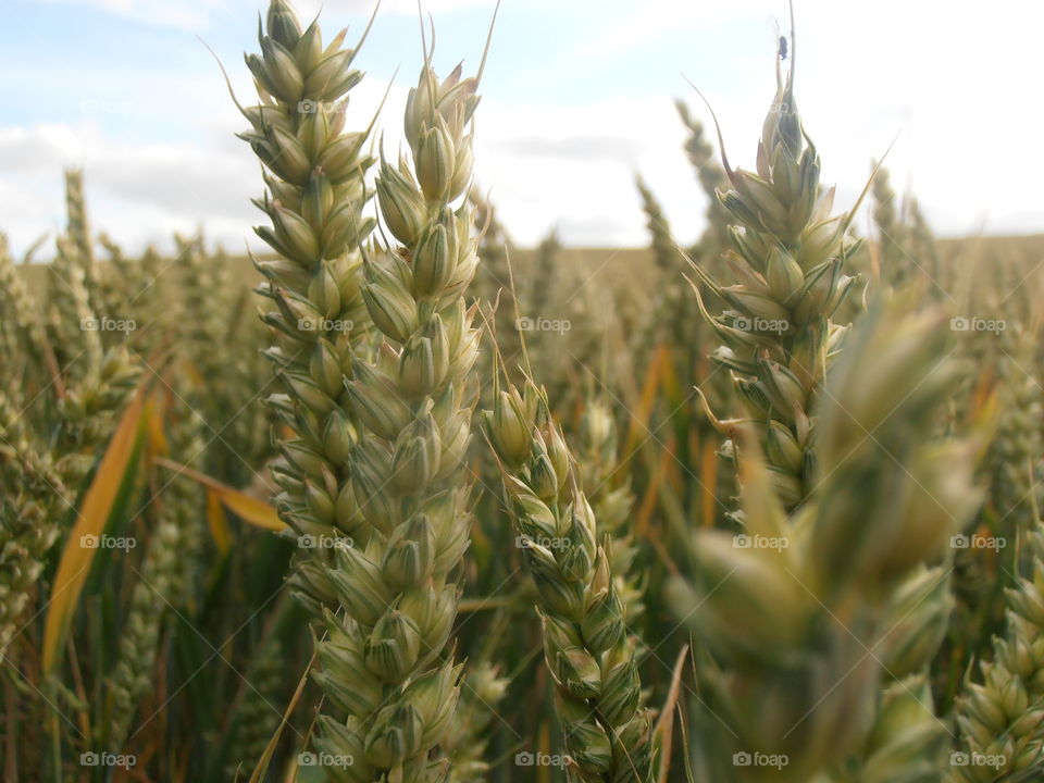 Wheat Up Close