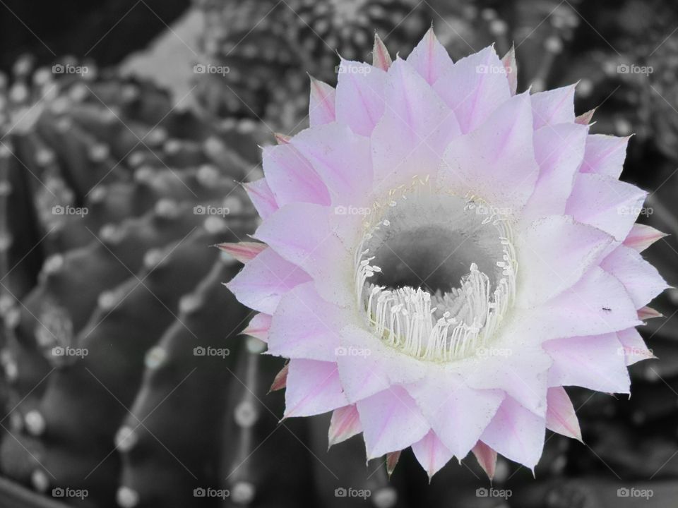 Cactus Flower