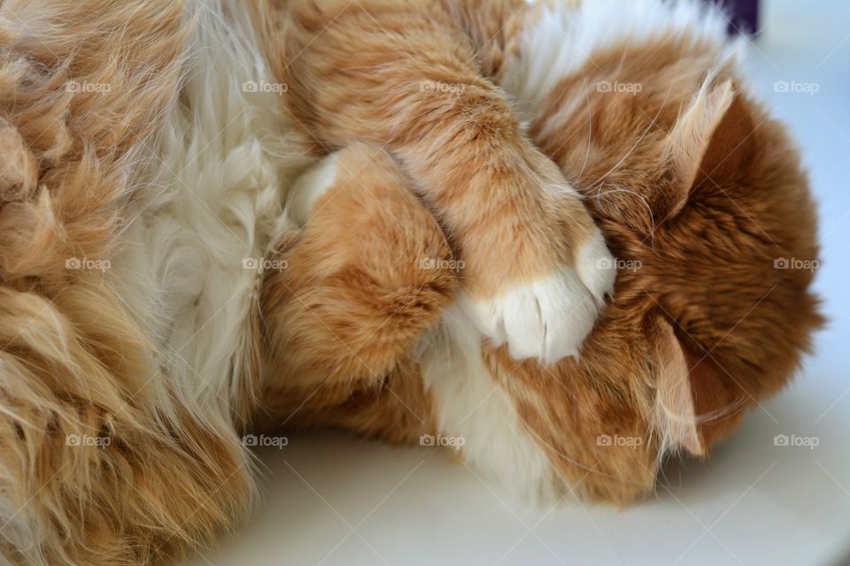 ginger cat pet funny portrait sleeping home