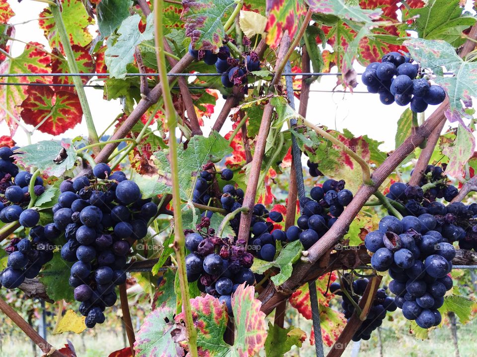 Red grape growing in vineyard