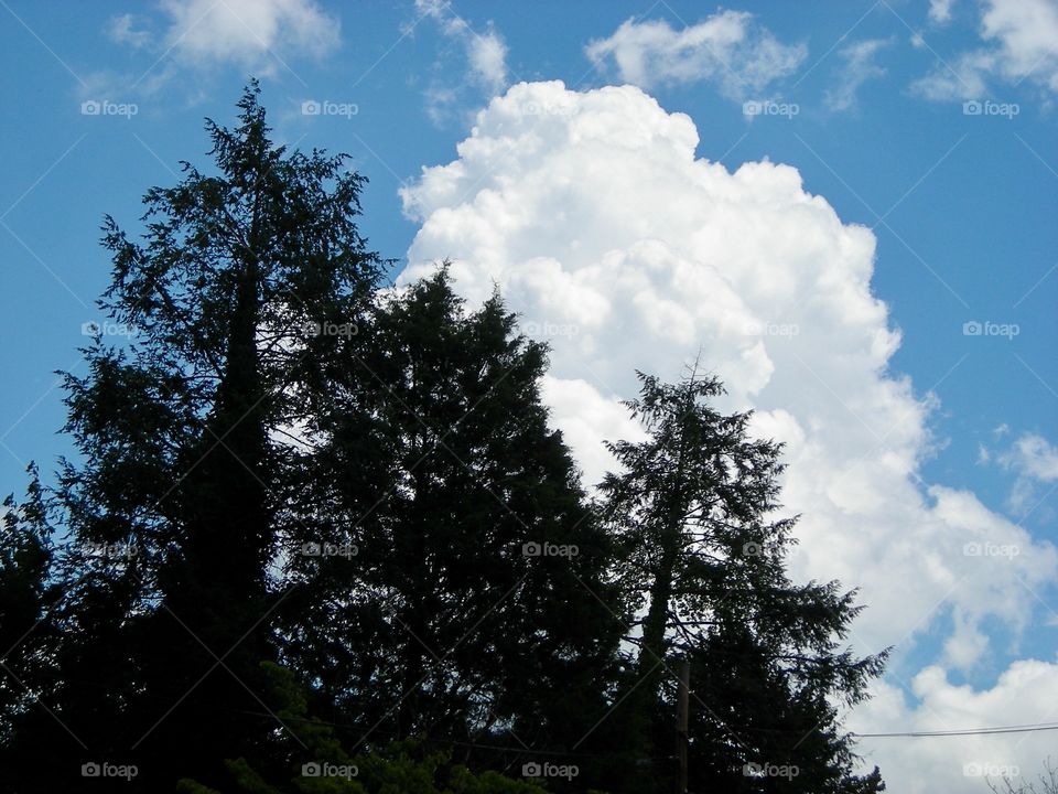 Trees and puffy white clouds