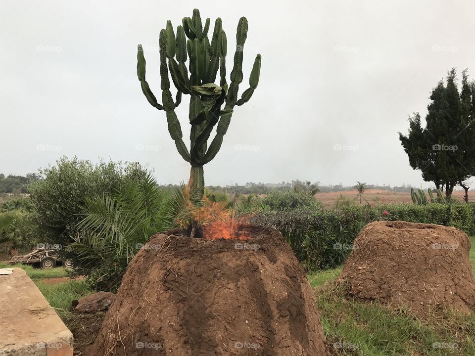 amazing bread nature desert morroco