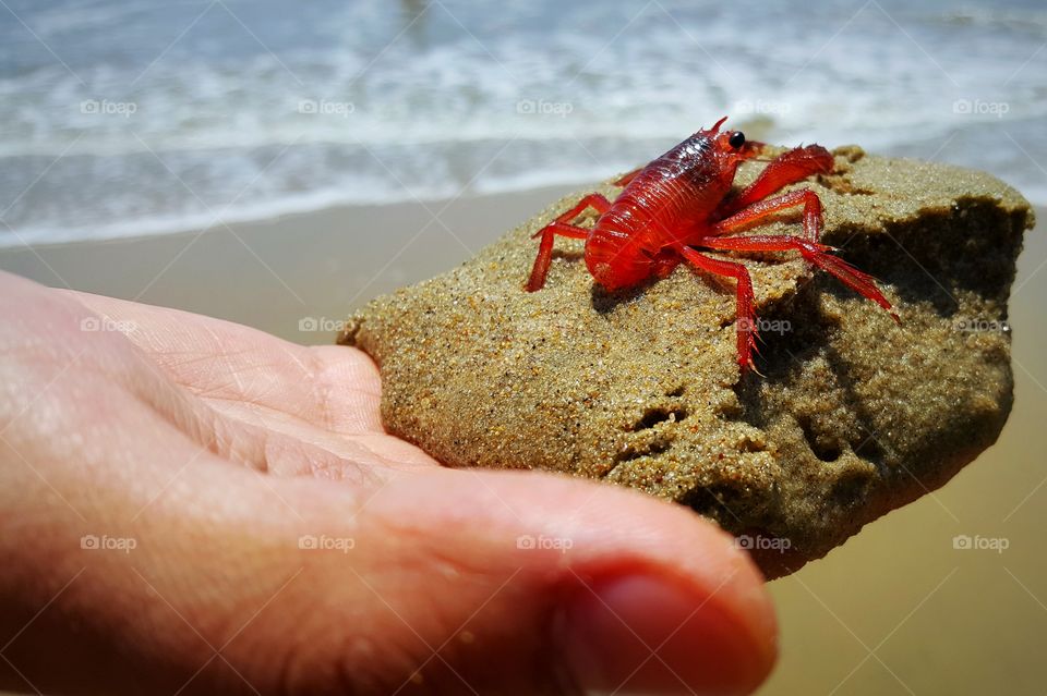 Hand's holding crayfish