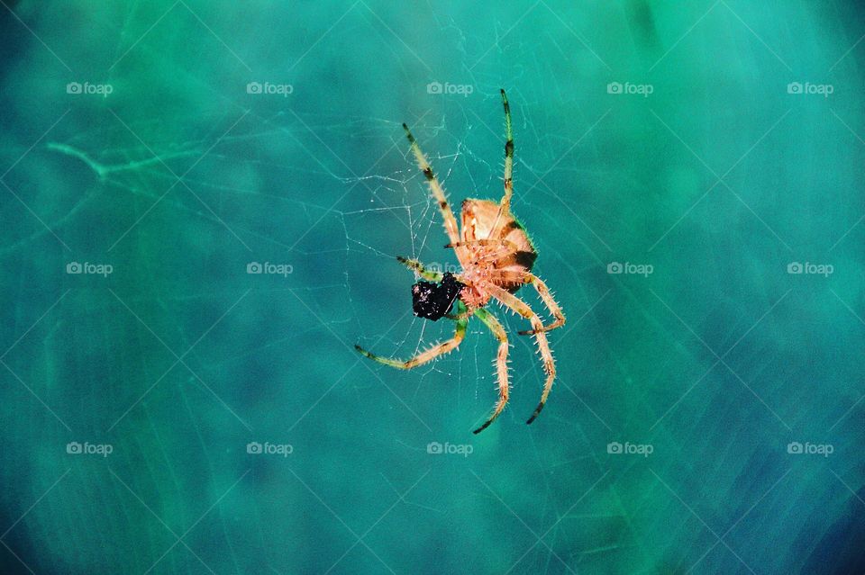 Close-up of spider on web