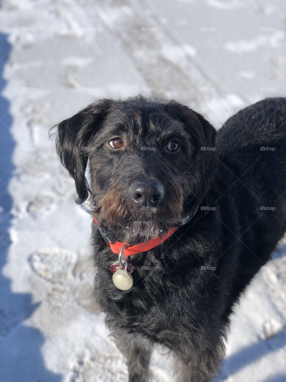 Black and brown Labradoodle with snow