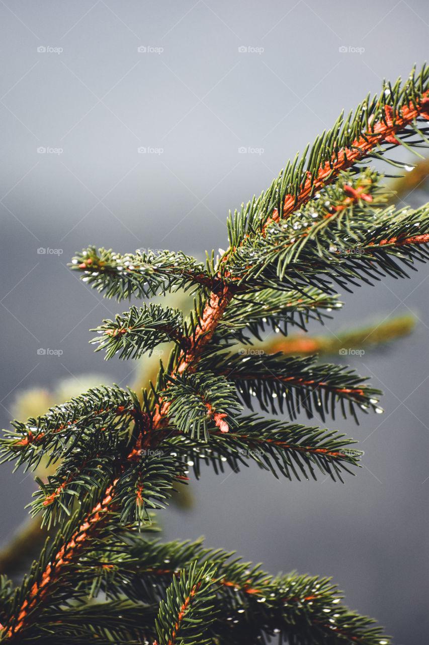 A pine tree after the rain