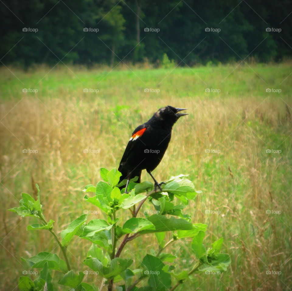 A red wing black bird on a tall green weed in the middle of a field on a pretty summer day