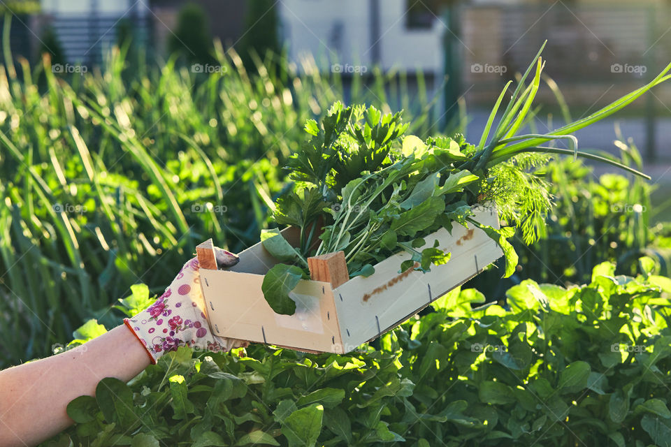 Woman working in a home garden in the backyard, picking the vegetables and put to wooden box. Candid people, real moments, authentic situations