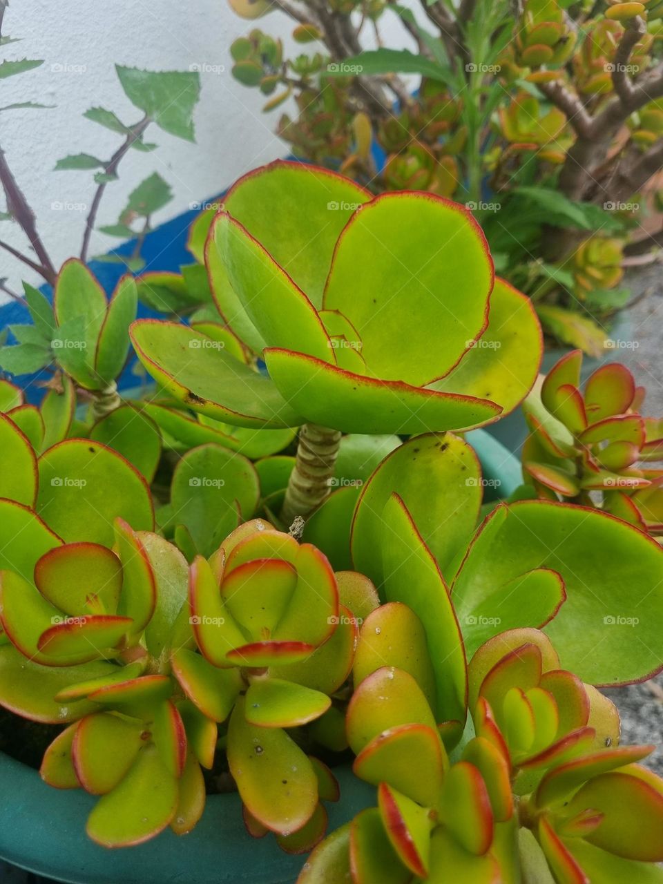 Green and red flowers, perfect combination