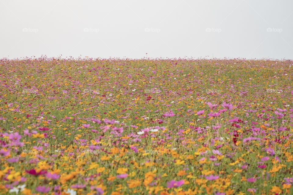 Beautiful cosmos park