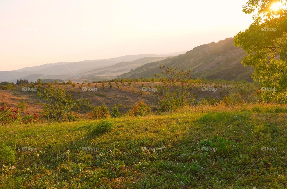 summer landscape 