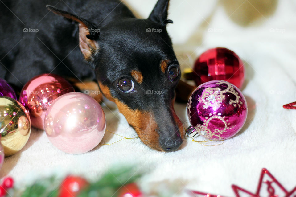 Christmas pinscher dog