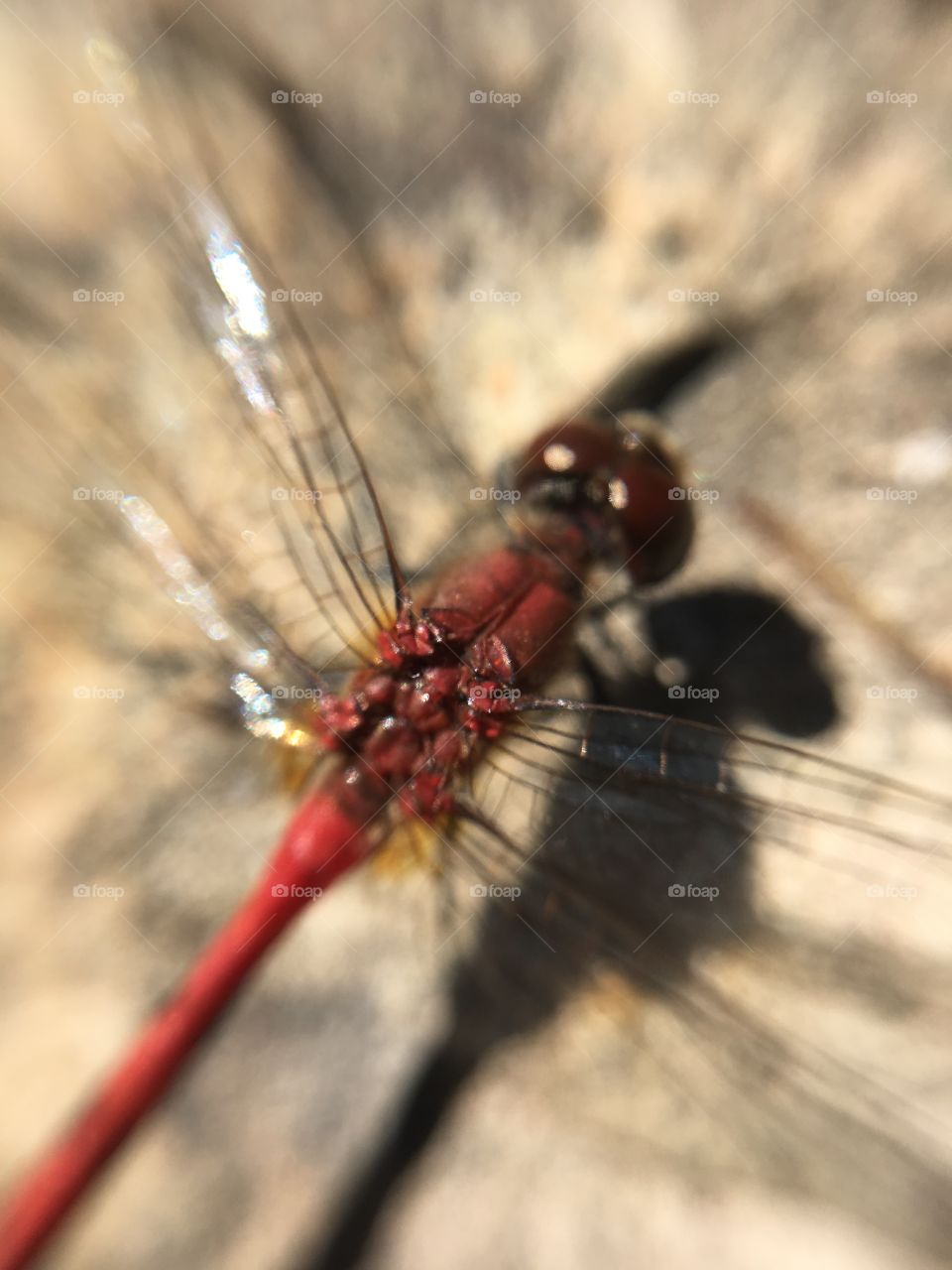 The Wings of a Red Dragonfly