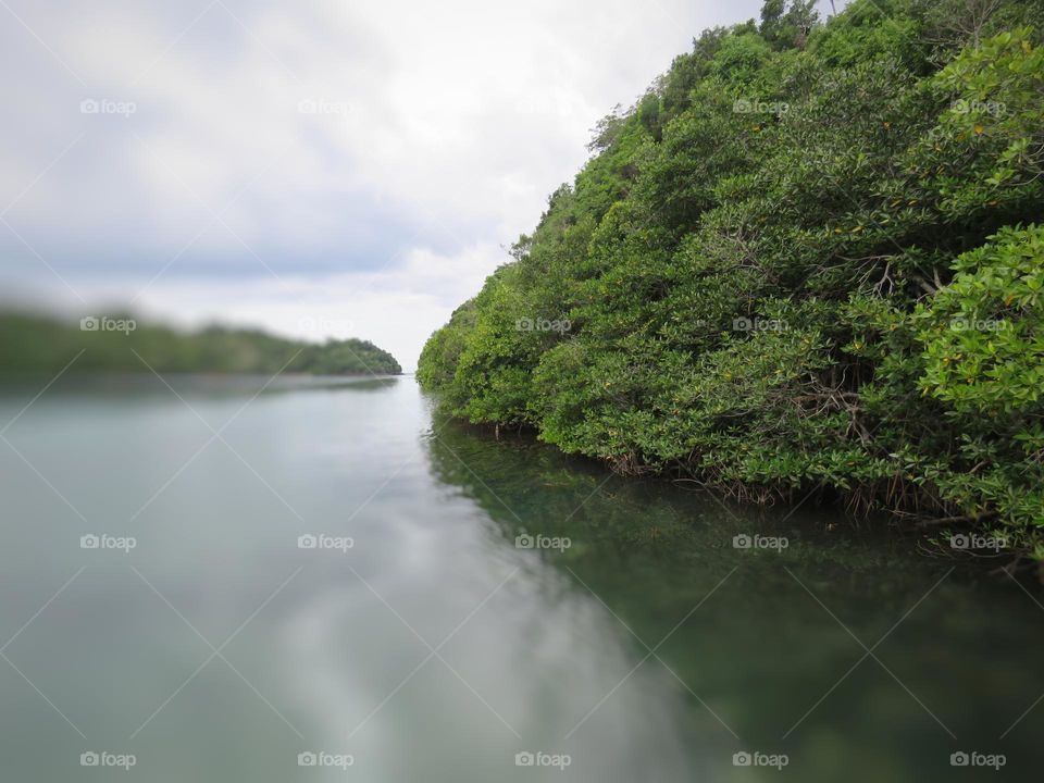 Mangrove trees on the coast.