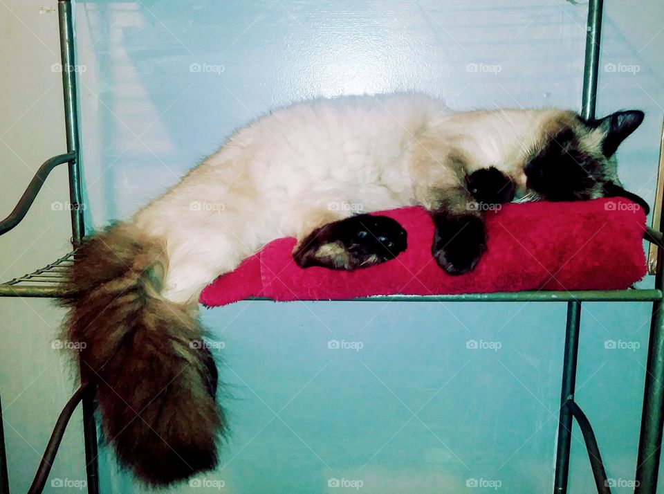 Alien's Egyptian Cotton