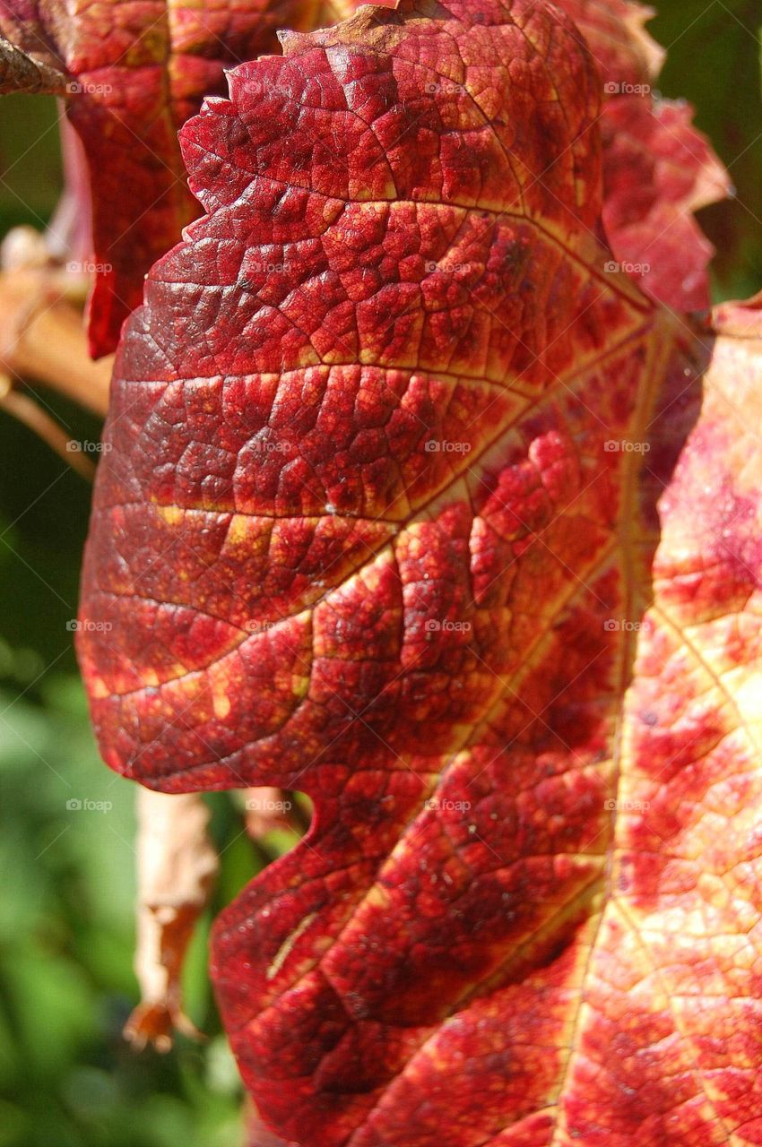 Grape Leaf in fall. Grape Leaf in fall