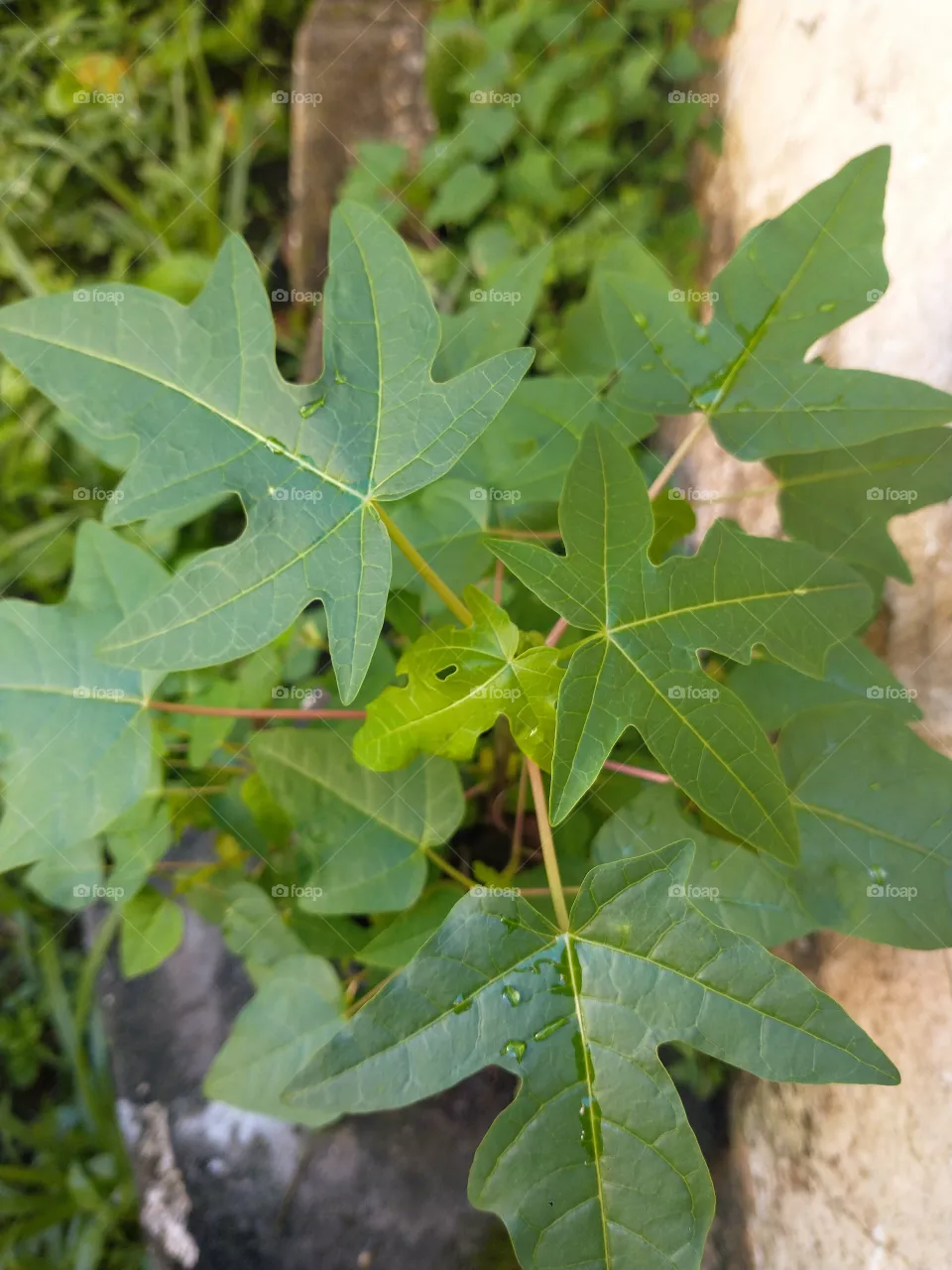Papaia