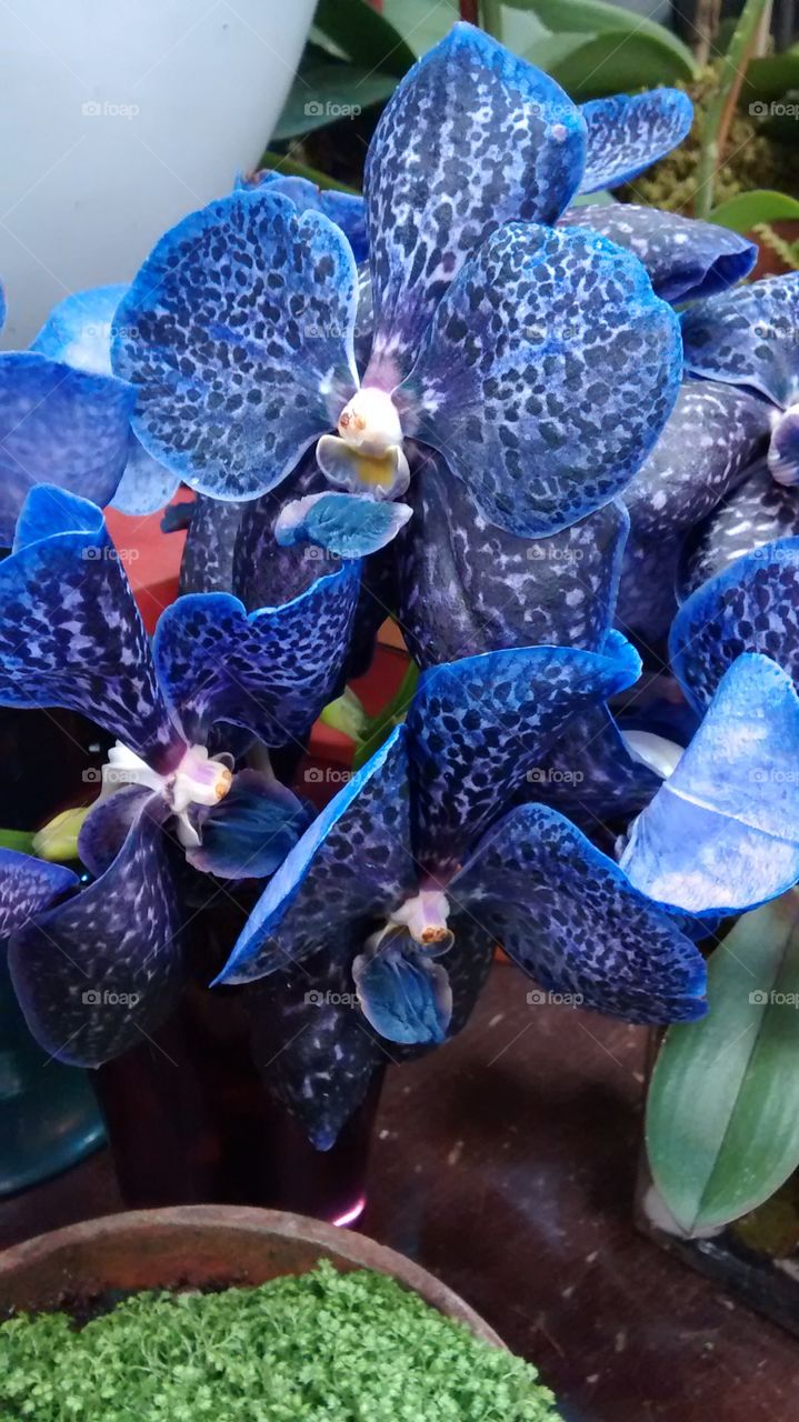 Close-up of blue flowers