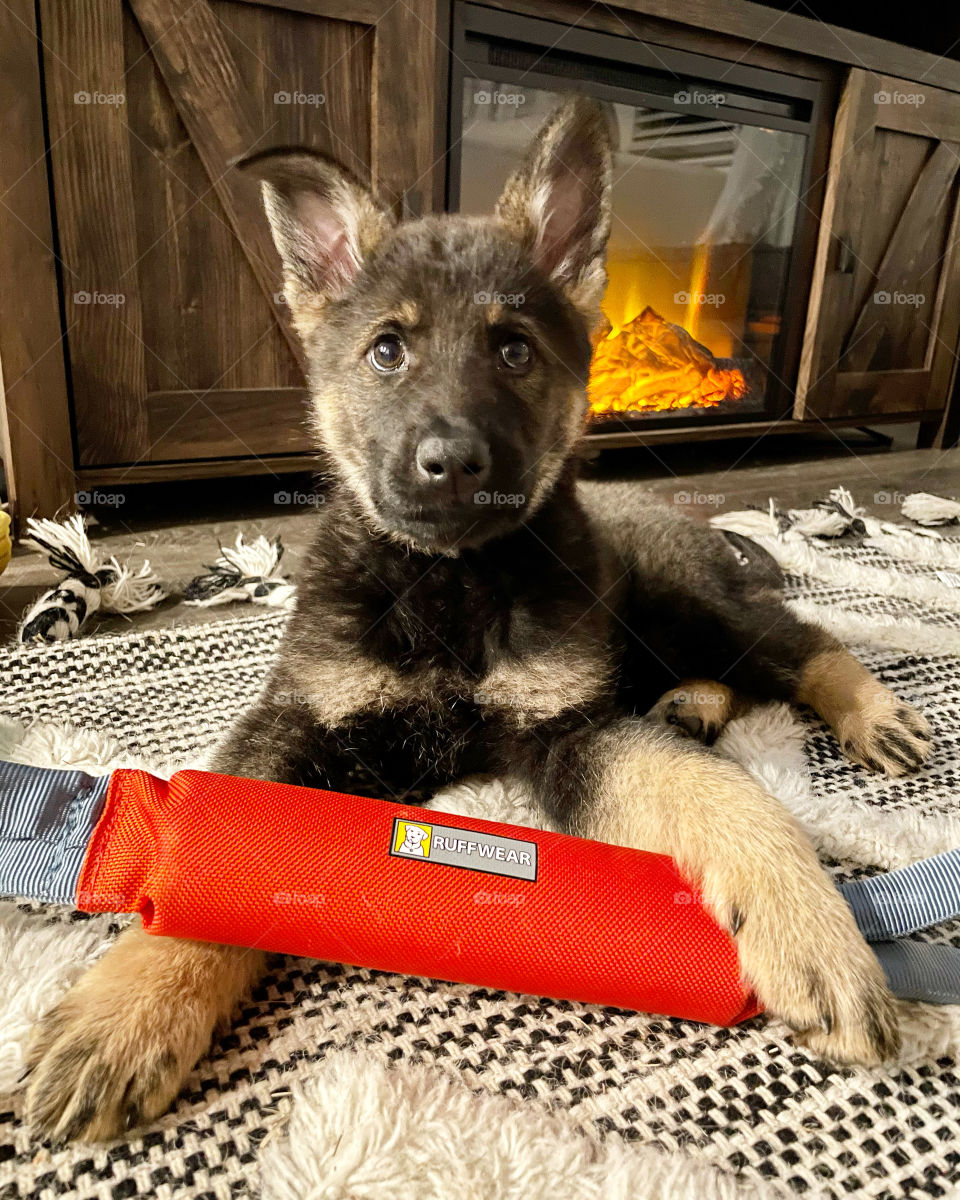 Daily dose of puppy love