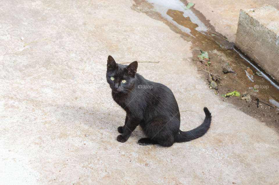 Black Cute Cat