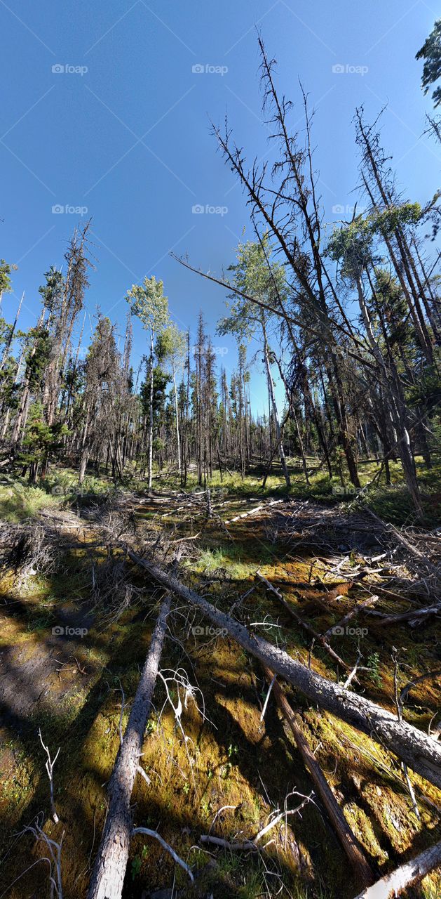 dead pine forest
