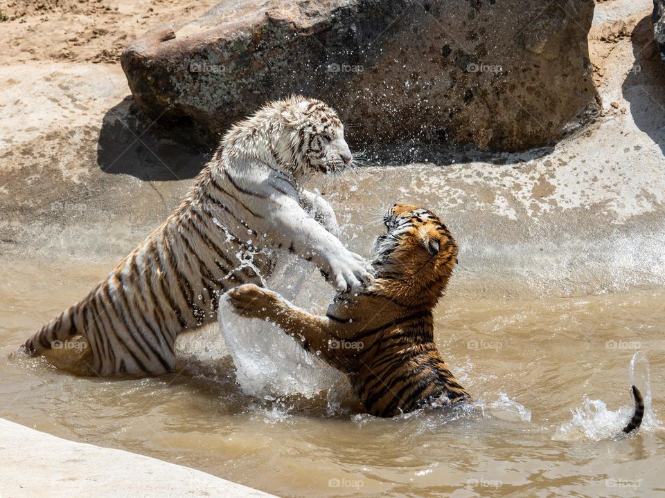 Two tigers play in the water at a animal sanctuary on a hot summer day