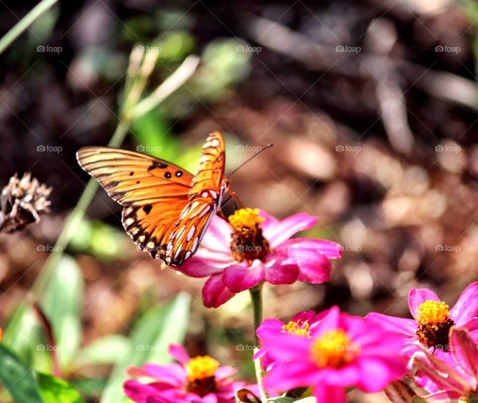 Pretty Orange Butterfly