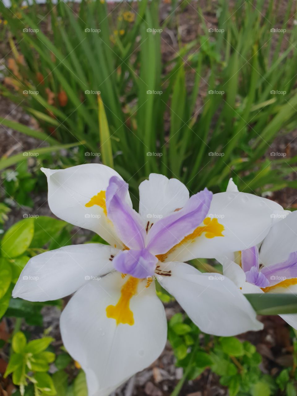 Spring Flower