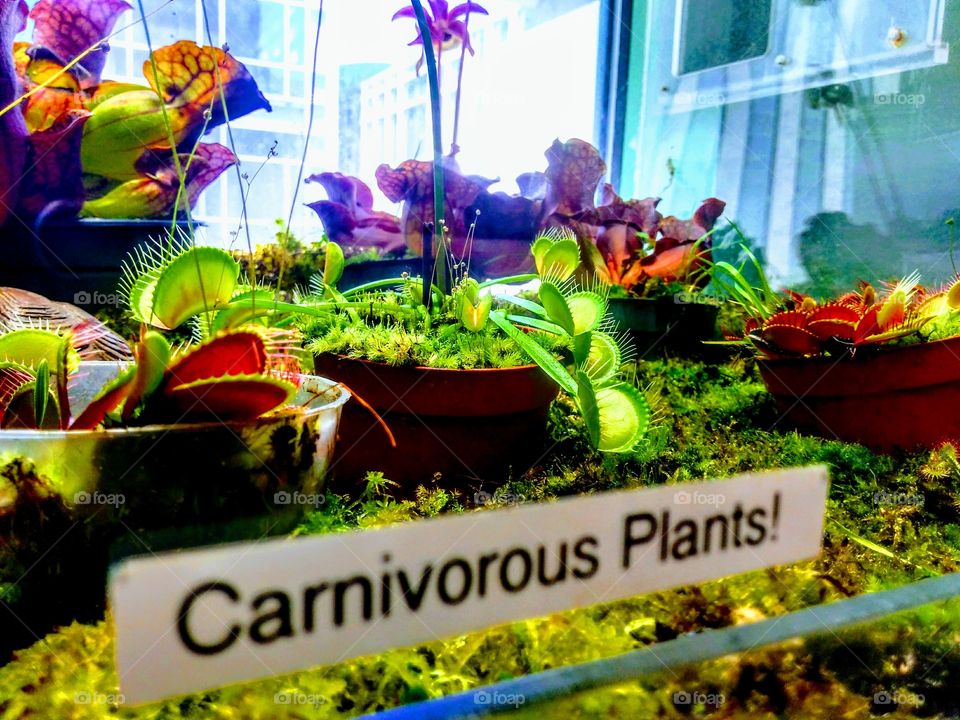 Venus fly traps