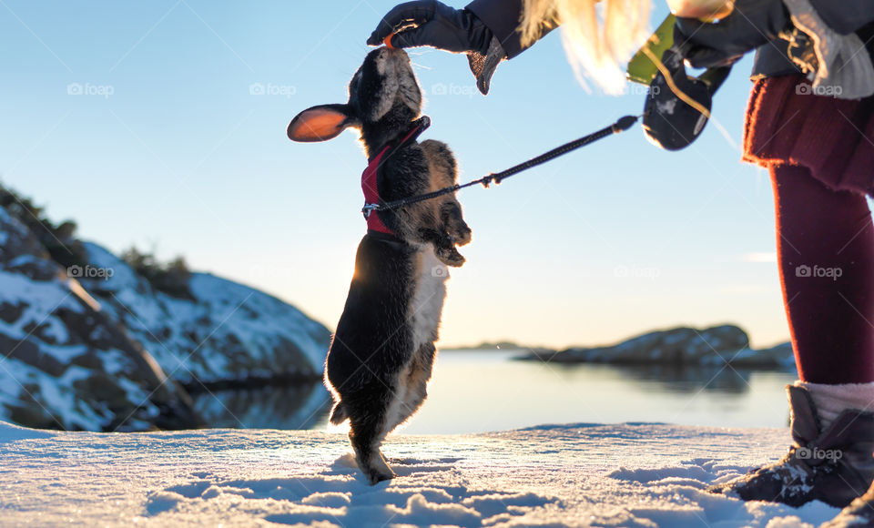 Winter Bunny