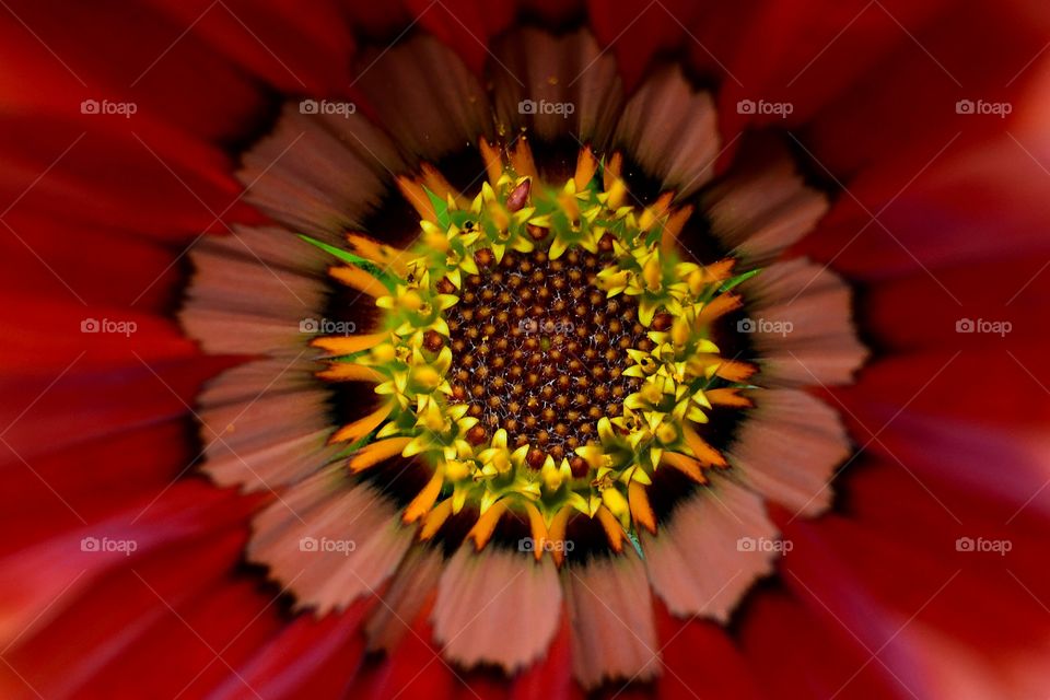 Extreme close-up of flower