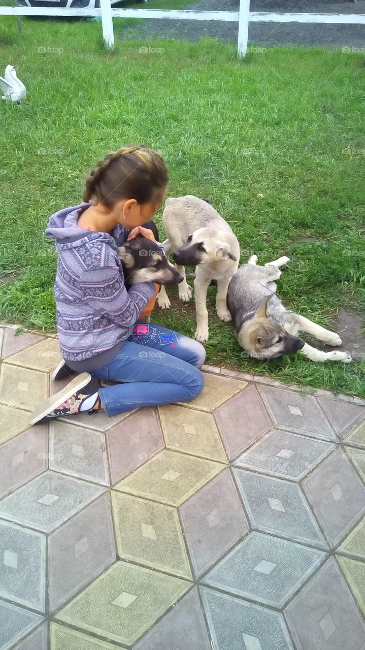 my Dogs