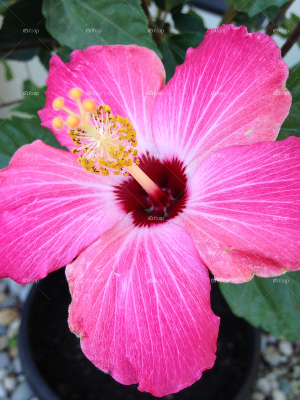 Pink Hibiscus 